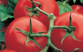 Сибирский Экспресс