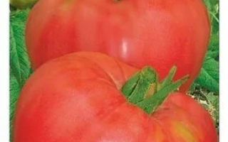 Пакет семян томата СИБИРСКИЙ КОЗЫРЬ с изображением красных помидоров