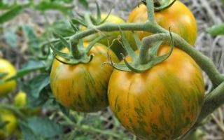 Сибирский Малахит