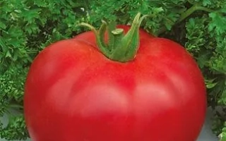 Красный томат сорта Симона на фоне зелени