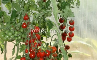 Созревшие красные томаты сорта Сладкий Миллион на ветке