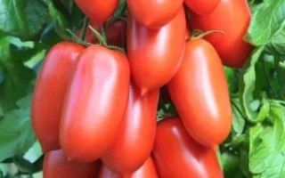 Служебный Роман