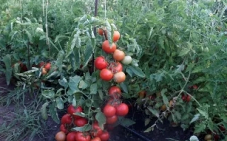 Томаты на кусте в теплице - СНЕГОВИК