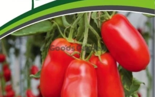 СПОВІ́ДНИК