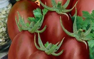 Пакет семян томата F1 Шоколадка с изображением красных томатов