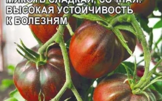 Пакет семян томата Шоколадный с изображением спелых плодов