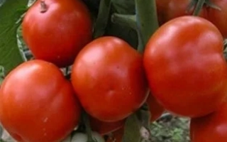 Спелые красные томаты на кусте - Солярис