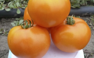 Солидо Спарк