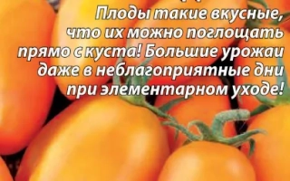 Солнечный Десант