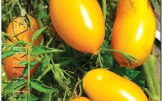 Пакет семян томата Сосулечка с изображением желтых плодов на фоне зелени