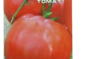 СУЗІР'Я ДІВИ