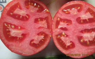 СУЗІР'Я РИБ