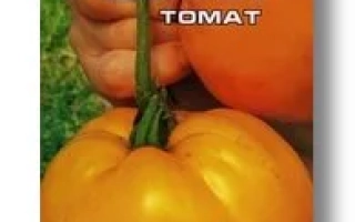 СУЗІР’Я ТЕРЕЗІВ