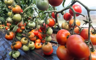 Томаты на кусте, включая красные и зеленые плоды, на черной мульче - СПИРИДОН