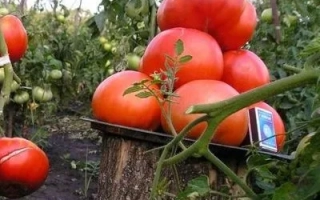 Созревшие красные томаты сорта СПРИНТ 2 на деревянном подносе в поле