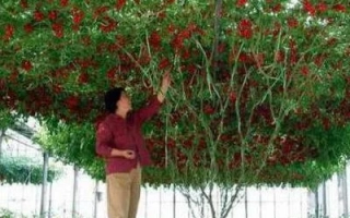 Красные томаты на кустах в теплице, рядом с человеком и корзинами с урожаем - СПРУТ