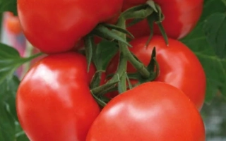 Красные помидоры на ветке - СТОЖАРЫ