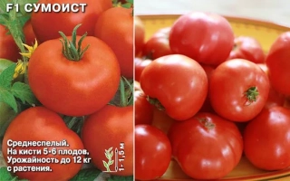 Пакет семян томата СУМОИСТ с изображением красных плодов