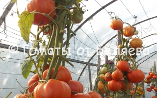 Шунтукский Великан