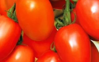 Свежие красные томаты на ветке - СУПЕРГОЛ