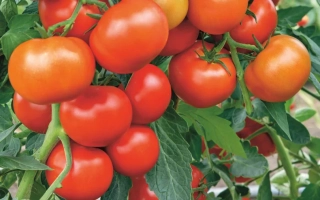 Спелые красные томаты на ветке - СУПЕРПРИЗ