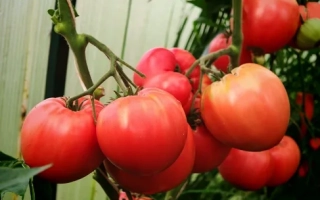 Шурыгинский