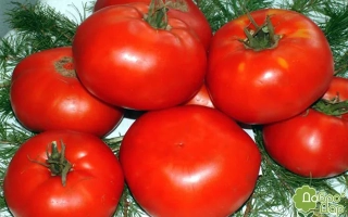 Красные томаты сорта Светлана на фоне еловых веток