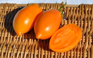 Таєжне Золото