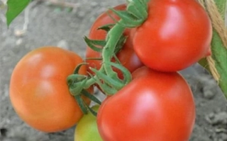 Томат универсального типа F1 ТАМАНЬ на ветке с листьями