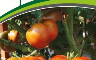 Тасманский ШОК