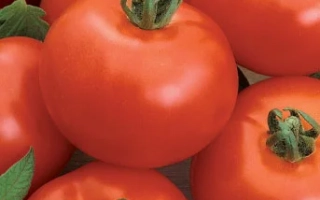 Семена томата Татьяна на фоне спелых красных помидоров.