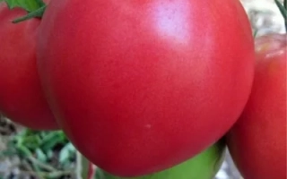 Красный томат на ветке с зелеными листьями - ТЯЖЕЛОВЕС СИБИРИ