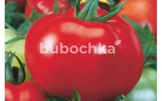 Терра Кота F1