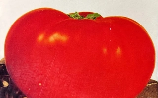 Красный помидор сорта Тимофей на упаковке семян - ТИМОФЕИЧ