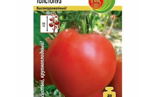 Толстопузики