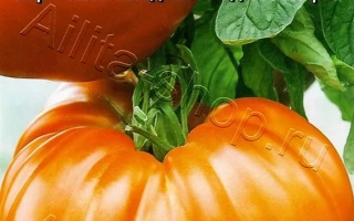 Толстые Щечки