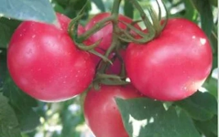 Томимаро Мучо F1