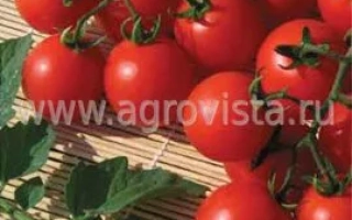 Красные помидоры черри на ветке, фотография продукта - ТОМИТО