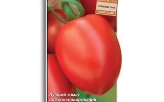 Seed packet of tomato TRANS NOVINKA with image of ripe fruits