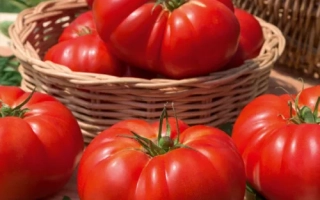 ТРИ Толстяка