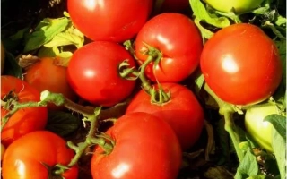 Тропикал Джем F1