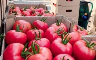 Туймазинец