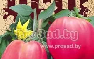 Тюленька Розовая