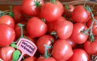 Корзина с красными томатами сорта ЮБИЛЕЙ ПОДМОСКОВЬЯ