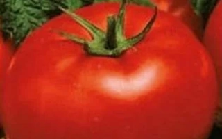 Пакет семян томата «Госпожа Удача»