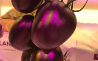 Ультравиолет