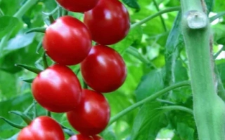 Спелые и незрелые помидоры сорта УМЕЛЕЦ на ветке