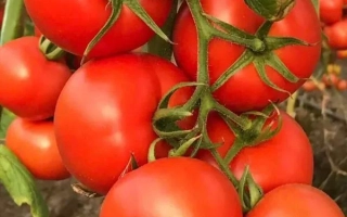 Спелые красные томаты на ветке - Юпитер