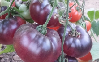 Уральский Бриллиант