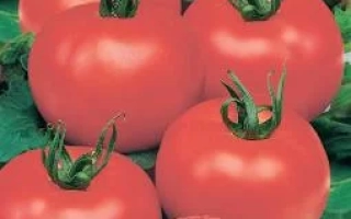 Пакет семян томата Услада с изображением красных плодов